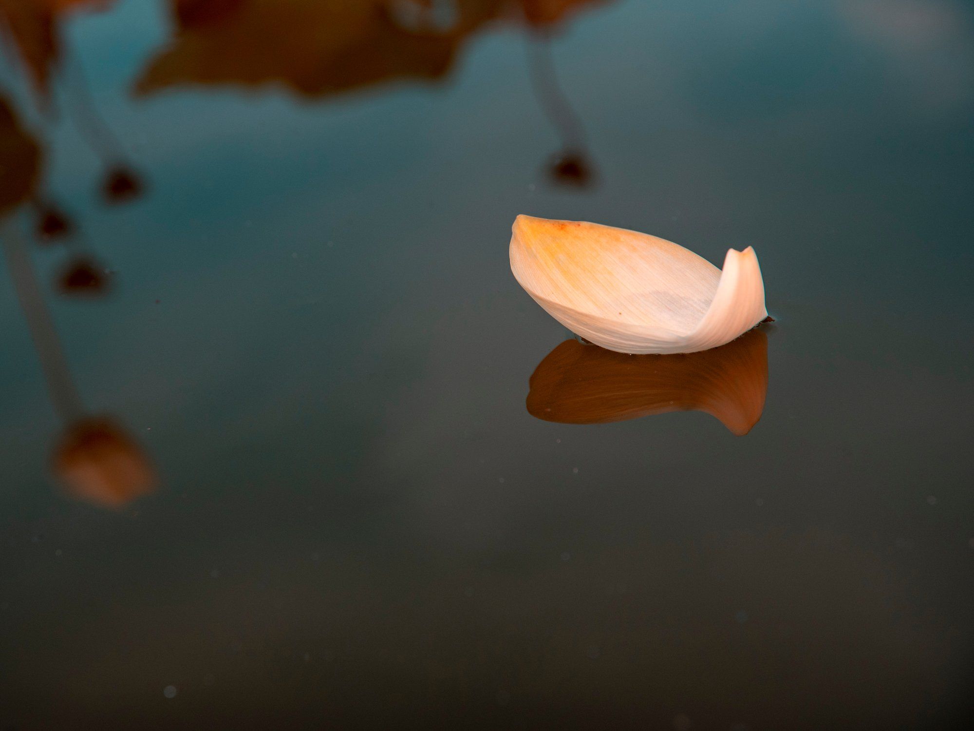 A single petal floating on still water